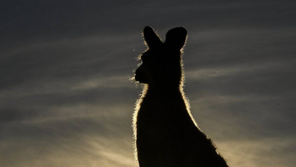 Das Känguru verschwand im Schutz der Dunkelheit. (Symbolbild)
