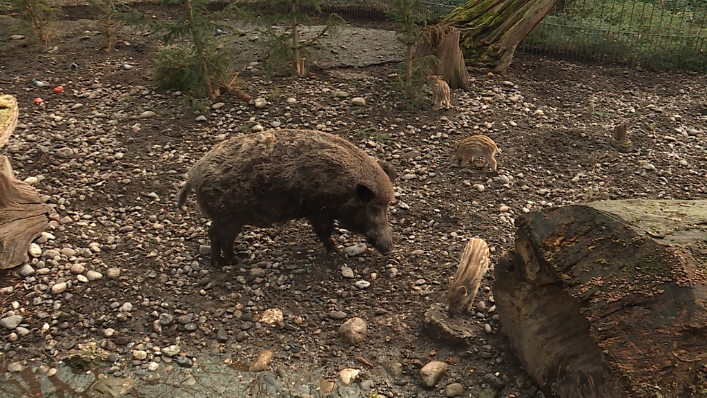 Frischlinge im Zoo Basel