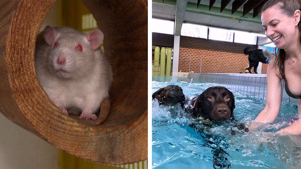 Club der Rattenfreunde / Hunde Tag im Hallenbad