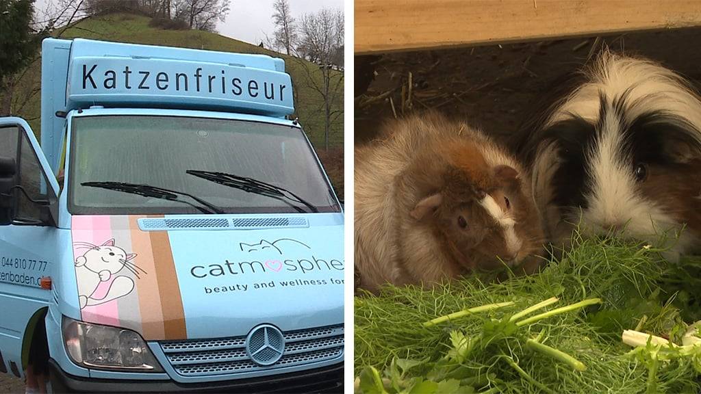 Mobiler Katzensalon / Nager- Grünfutter per Post