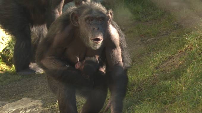 Schimpansen-Baby im Walter Zoo geboren