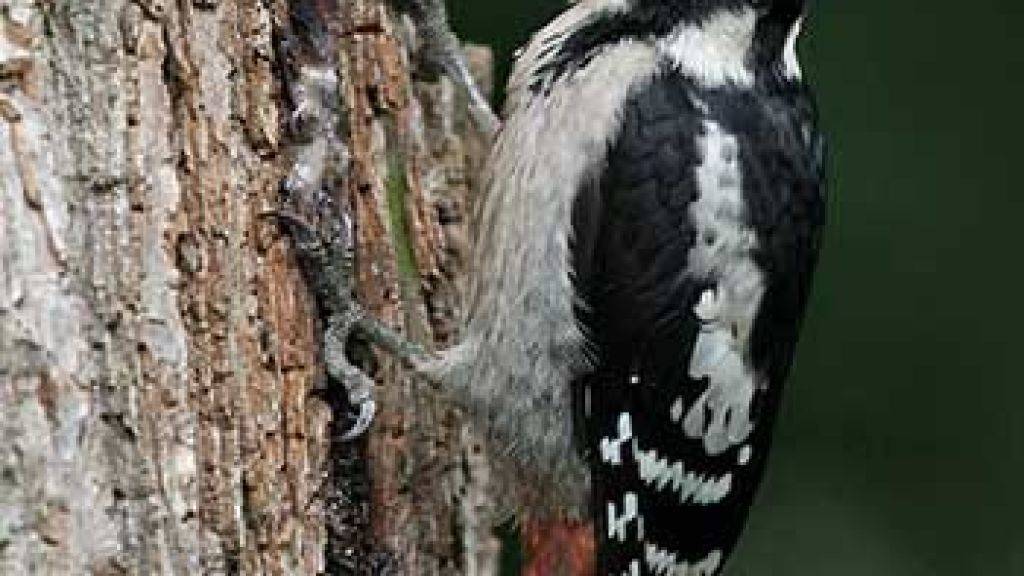 Der Buntspecht ist Vogel des Jahres 2016 und Botschafter für den Erhalt alter Bäume.