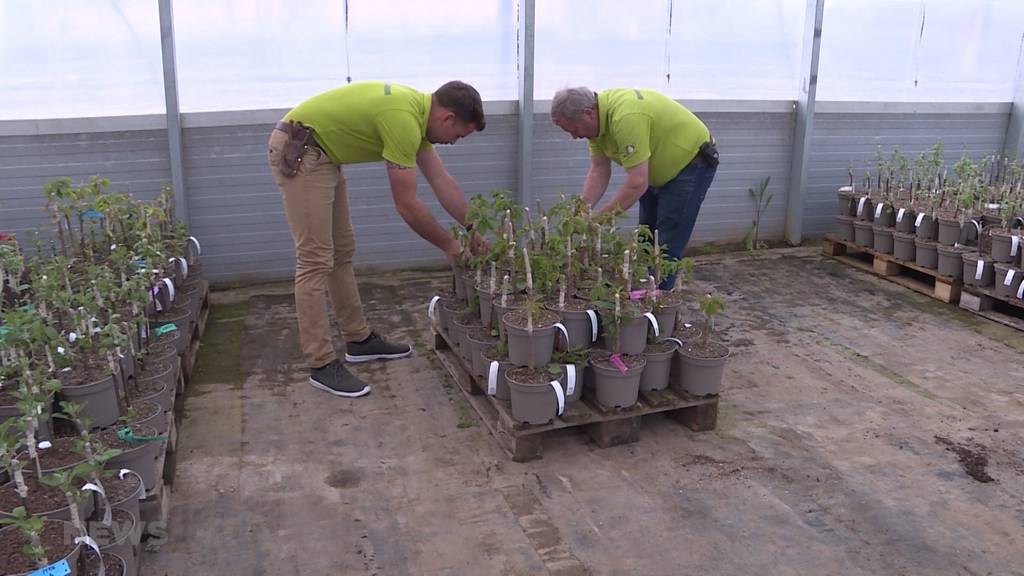 Obst vom eigenen Balkon: Klimabewegung und Corona treiben Gartenboom an