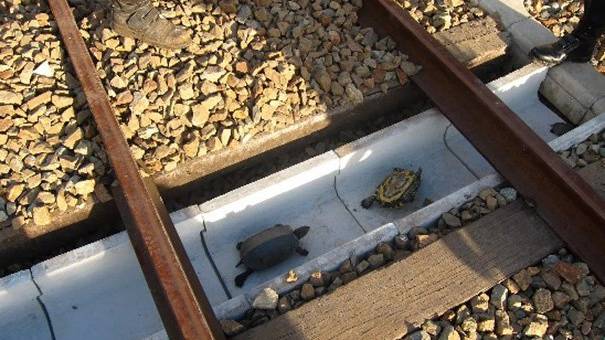 So überqueren Schildkröten sicher die Gleise.