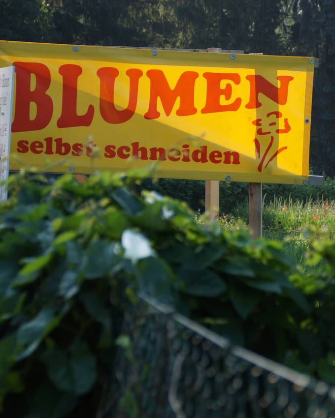 Hier kannst du im Aargau Blumen direkt auf dem Feld selber pflücken