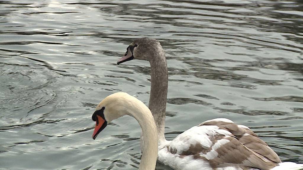 Vögel im Winter