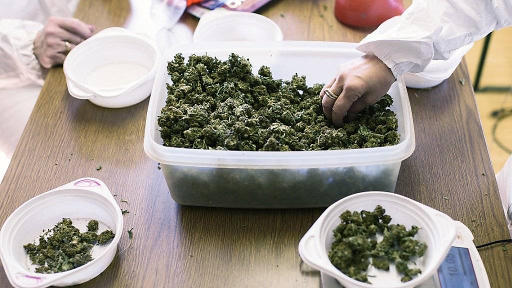 Der Nationalrat will keinen Experimentierartikel für Versuche mit Cannabis. Dieser sollte wissenschaftliche Projekte und Versuche mit neuen Regeln für den Freizeitkonsum von Cannabis ermöglichen. (Themenbild)