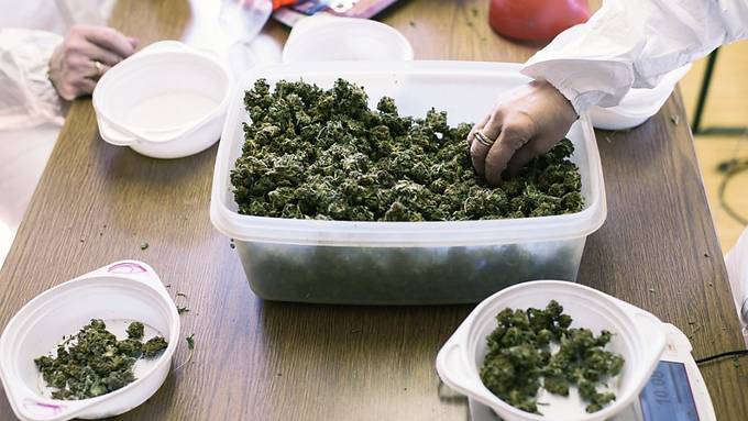 Nationalrat will keinen Experimentierartikel für Cannabis-Versuche