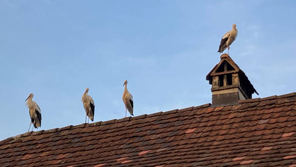 Storchenzug macht in Kehrsatz Halt