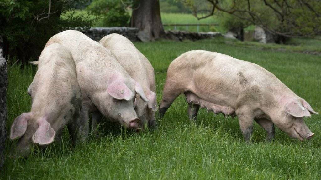 So gut wie diese Schweine hatten es seine Tiere wohl nicht: Im Zürcher Oberland ist ein ehemaliger Schweinezüchter wegen Tierquälerei sowie verschiedener Gesetzesverletzungen zu einer bedingten Freiheitsstrafe und einer Busse verurteilt worden. (Symbolbild)