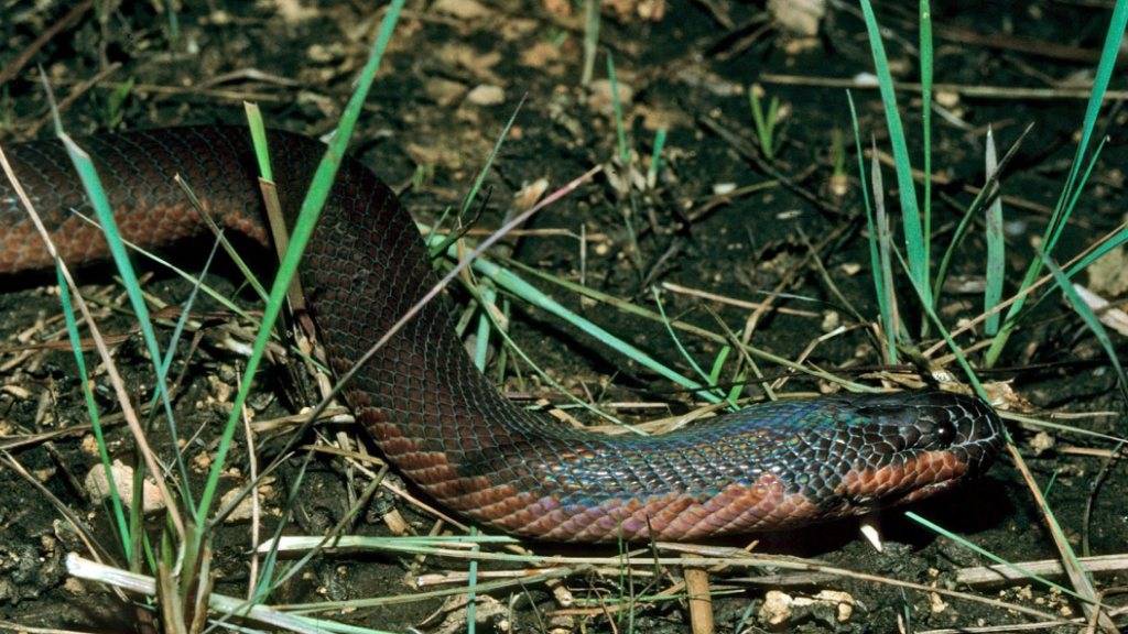 Biss mit verheerender Wirkung: Eine Braunschlange hat in Australien ein Mädchen zu Tode gebissen. (Symbolbild)