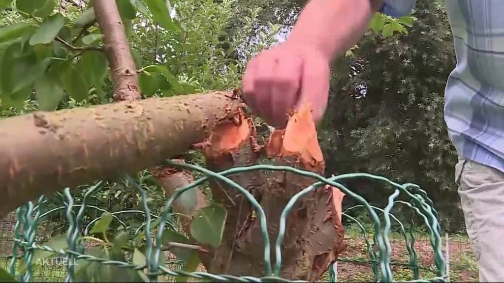 Biberschaden im Schrebergarten