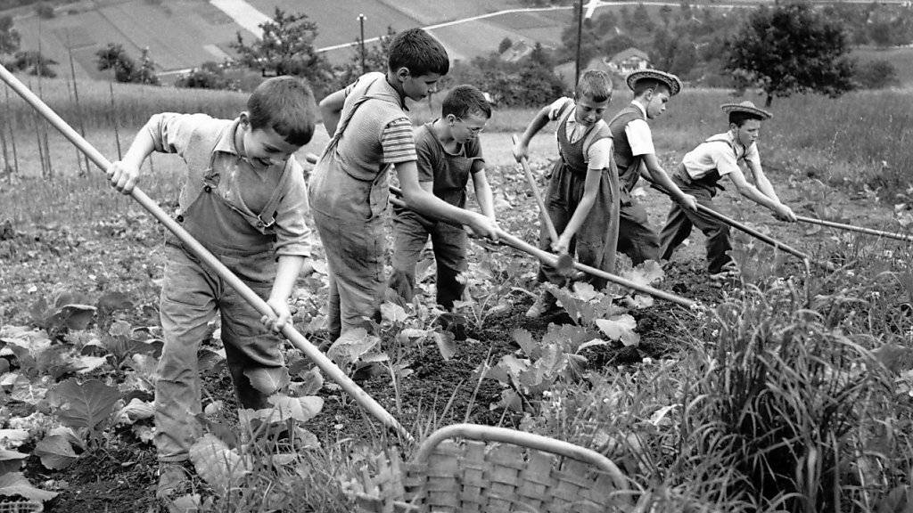 Feldarbeit in der Armenerziehungsanstalt «Dorneren» ob Wattenwil im Berner Gürbetal (Aufnahme vom Juli 1954).