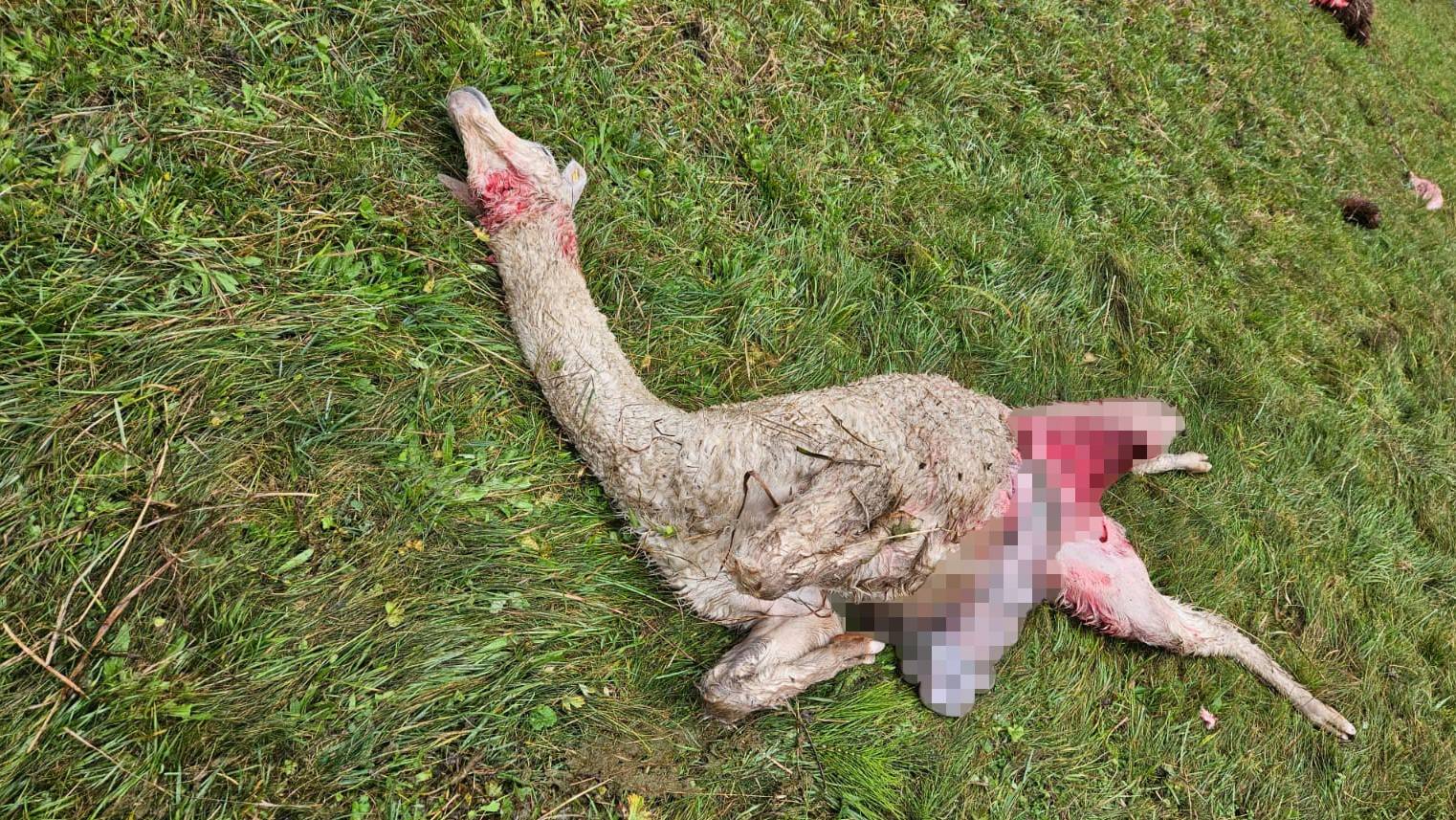 Die IG wolfsicherer Lebensraum hat eines der Alpakas fotografiert, die unweit des Dorfes Elm von Wölfen getötet worden sind. 