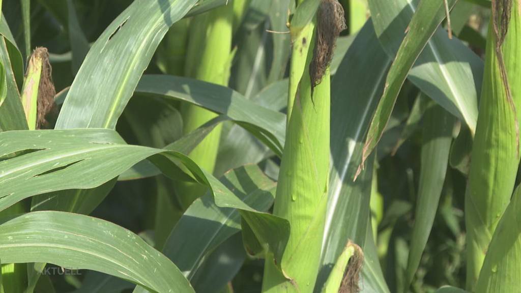 Aargauer Popcorn: BAuer aus Schneisingen ist auf Erfolgskurs