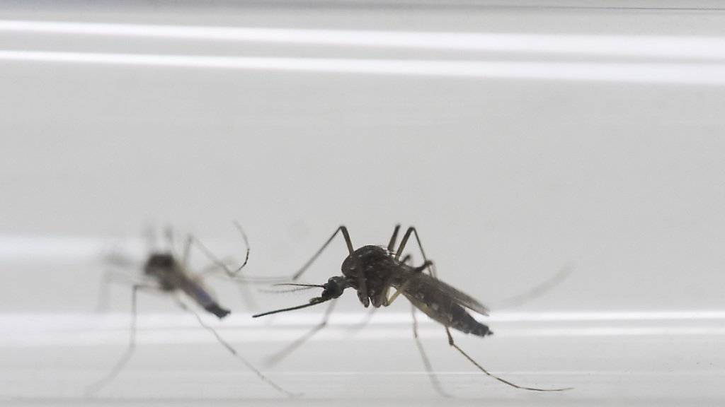 Diese Mücken übertragen das Zika-Virus. Die Organisatoren sehen die Olympischen Spiele in Rio wegen des Virus nicht gefährdet. (Archiv)