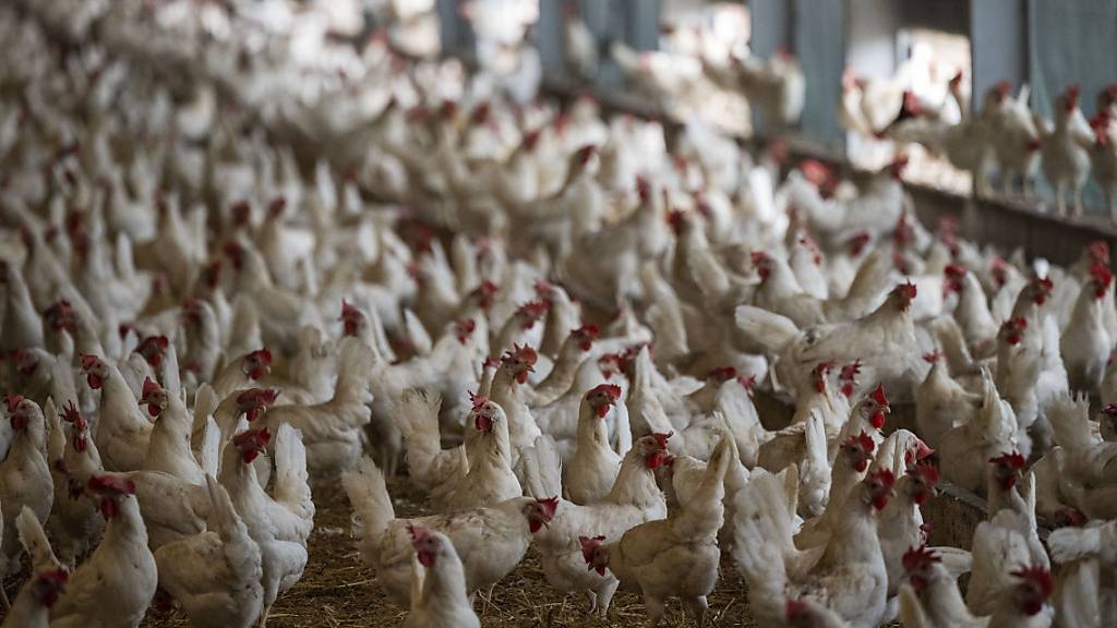 Vogelgrippe: Alle Hühner eines Betriebs müssen getötet werden