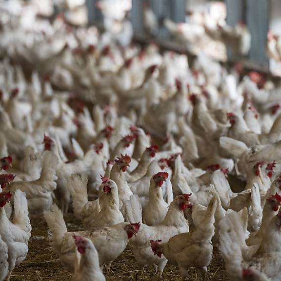 Vogelgrippe: Alle Hühner eines Betriebs müssen getötet werden