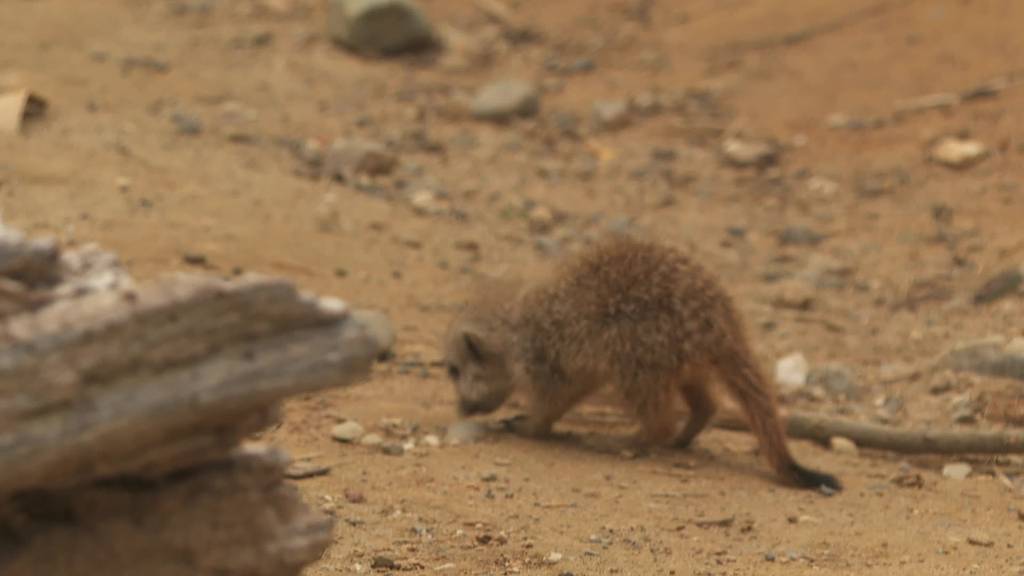 Flinke Pfoten: Erdmännchen-Nachwuchs im Walter Zoo