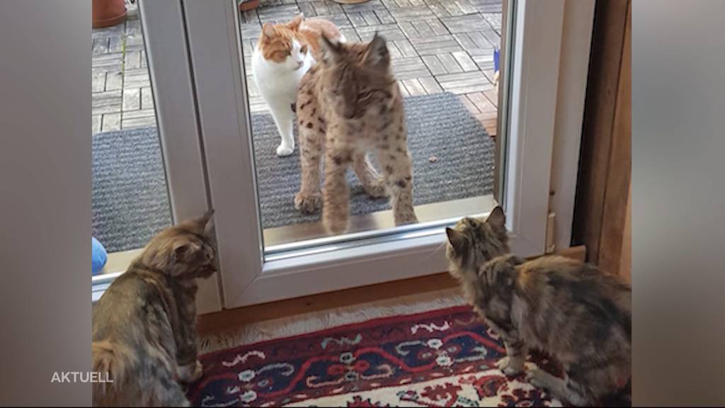 Begegnung mit dem Luchs in Densbüren