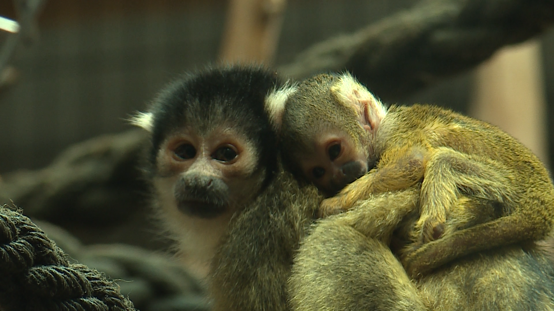 Junge Totenkopfaeffchen im Zoo Basel