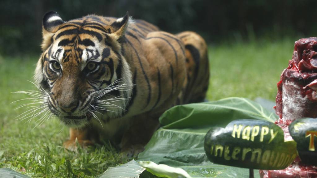Sumatra-Tigerin im Zoo von Bali. In freier Wildbahn ist ihre Art schon beinahe ausgestorben. Gerade wieder ist eine Artgenossin in einer Falle umgekommen. (Archivbild)