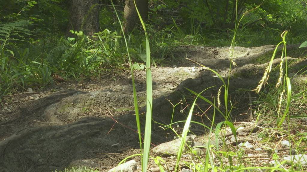 Lösung für Biketrails im Kanton Schwyz