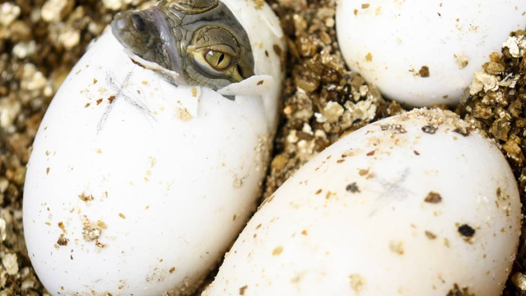 Nur 5 von 21 Eiern wurden bebrütet. Drei Baby-Krokodile schlüpften schliesslich.