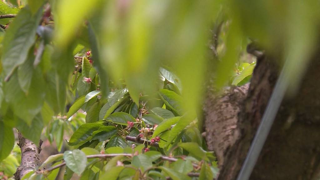 Mai-Frost bereitet Bauern Sorgen