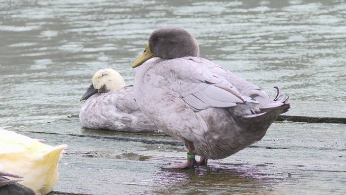 «Duck Vader» und Co. suchen Patenschaften in Biel