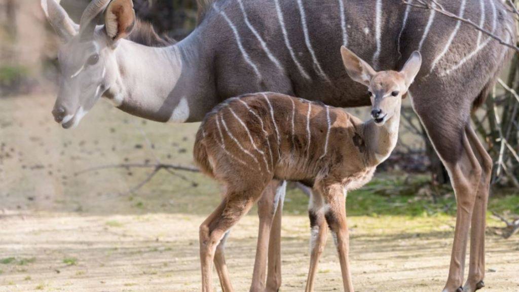 Das Kleine Kudu «Pepo» knabbert im Zoo Basel unter Aufsicht von Mutter «Jina» bereits Blätter.