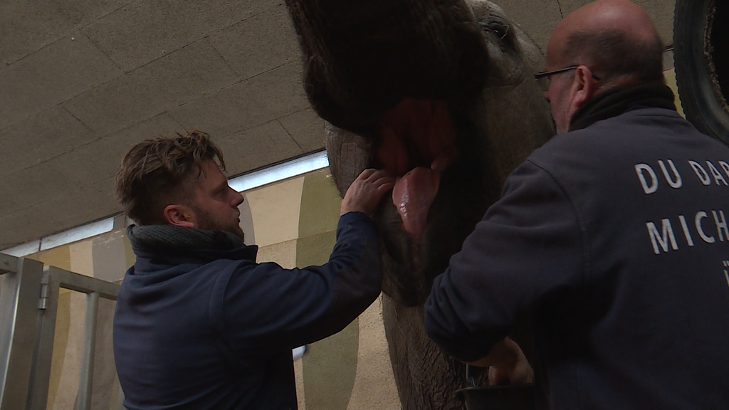 Gesundheitscheck beim Elefant 