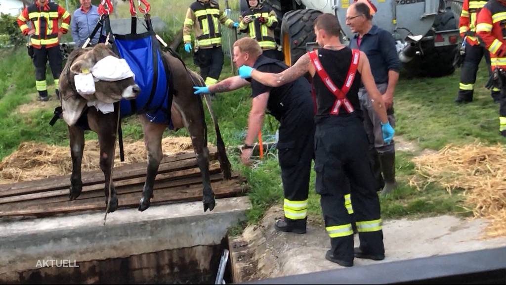 Selzach: Feuerwehr rettet Kuh aus Güllenloch