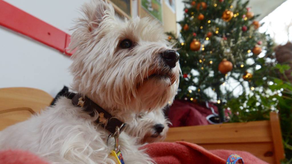Für Haustiere birgt Weihnachten auch Risiken. (Archivbild)