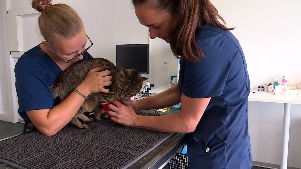 Niererkrankung bei Katzen