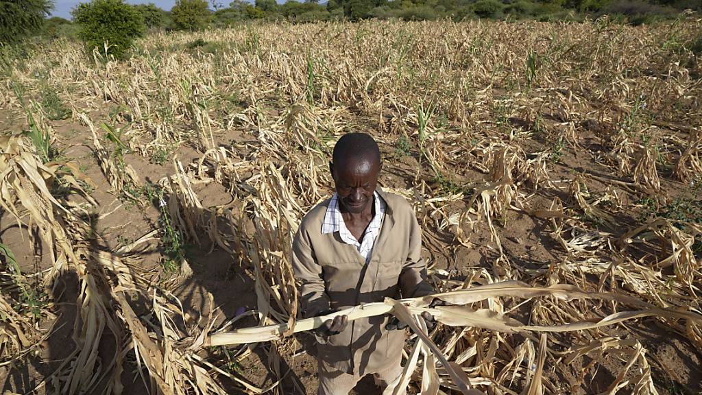 ARCHIV - James Tshuma, ein Bauer im Bezirk Mangwe im Südwesten Simbabwes, steht inmitten seines ausgetrockneten Feldes während einer Dürre in Simbabwe. Foto: Tsvangirayi Mukwazhi/AP/dpa