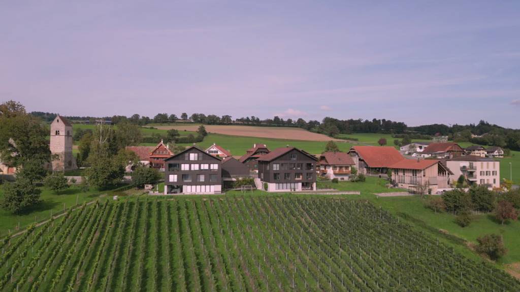Gute Weinernte in der Zentralschweiz