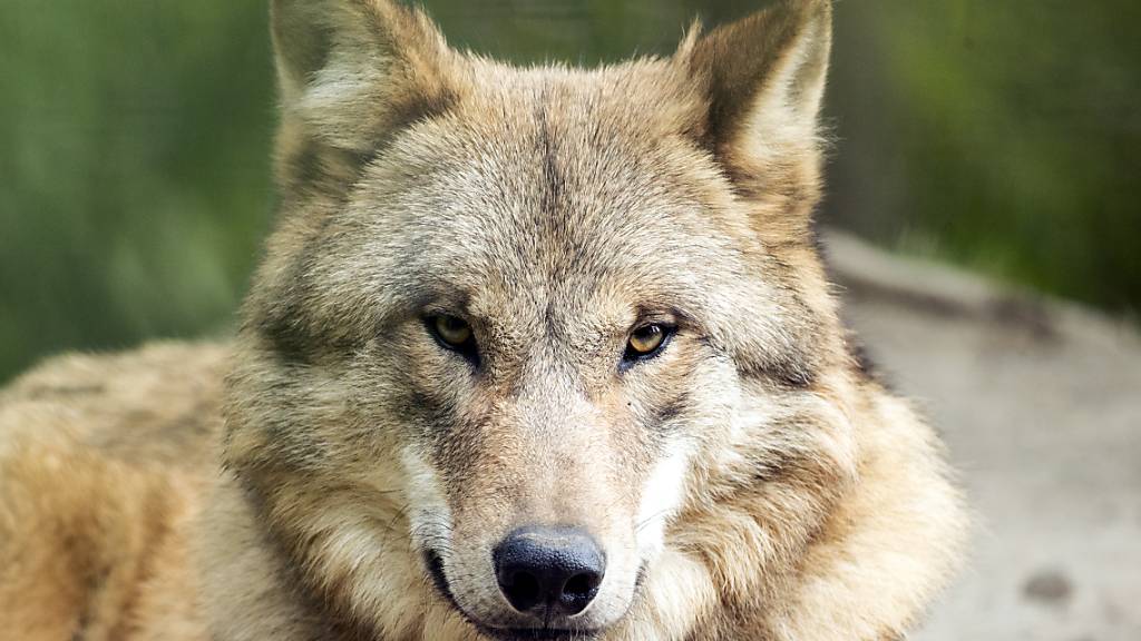 Schutzmassnahmen wirken: Massiv weniger Wolfsrisse im Toggenburg