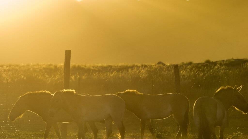 Heute noch existierende Wildpferde wie die Przewalskipferde sind keine Vorfahren des Hauspferdes. Dessen wilde Ahnen durchstreiften vor Jahrtausenden auch die Schweiz.