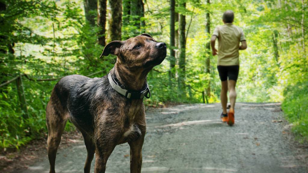 In einem Waldstück bei Rapperswil-Jona kommt es zum Teil zu ungemütlichen Begegnungen zwischen Hunden und Joggern.
