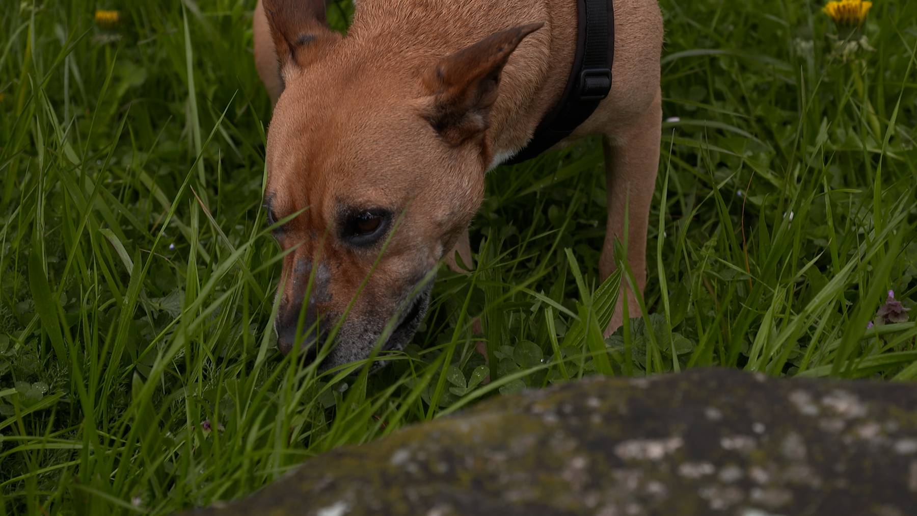 Wenn Hunde Gras fressen 