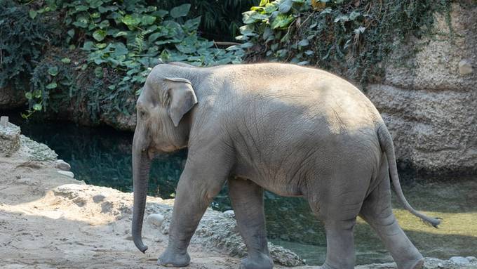 Dritter Elefant an Herpesvirus gestorben