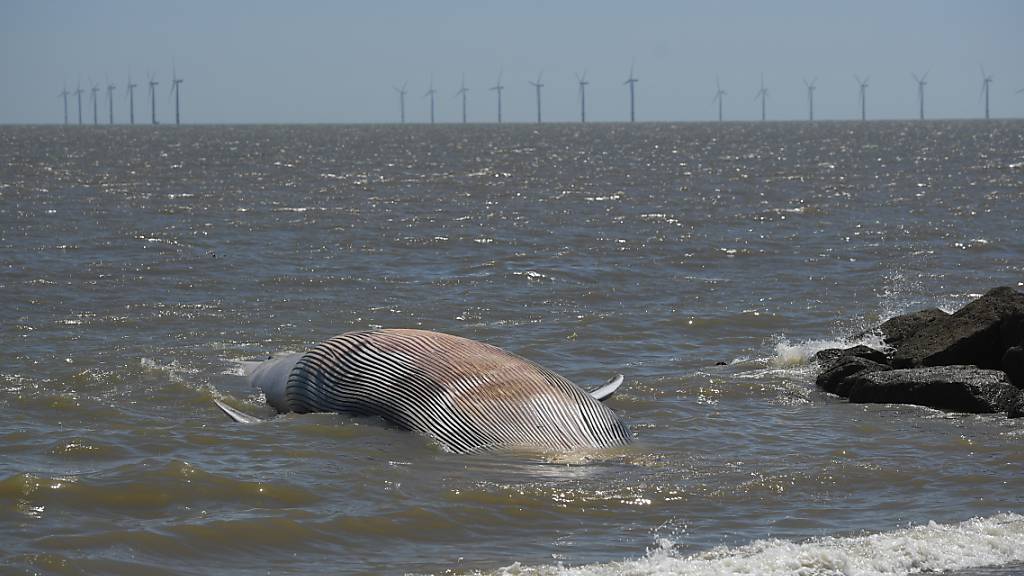 Ein etwa 12 Meter langer, toter Wal wurde an den Strand gespült. Foto: Joe Giddens/PA Wire/dpa