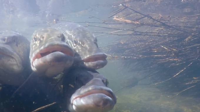 Der freche Hecht ist der Fisch des Jahres 2023