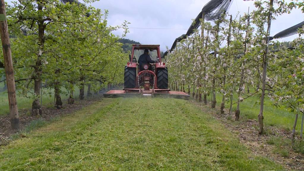 Frost-Wochenende: Bauern fürchten um ihre Ernte