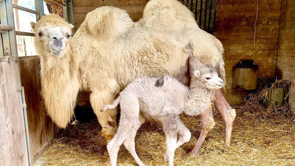 In Knies Kinderzoo in Rapperswil kommt ein Kamel zur Welt