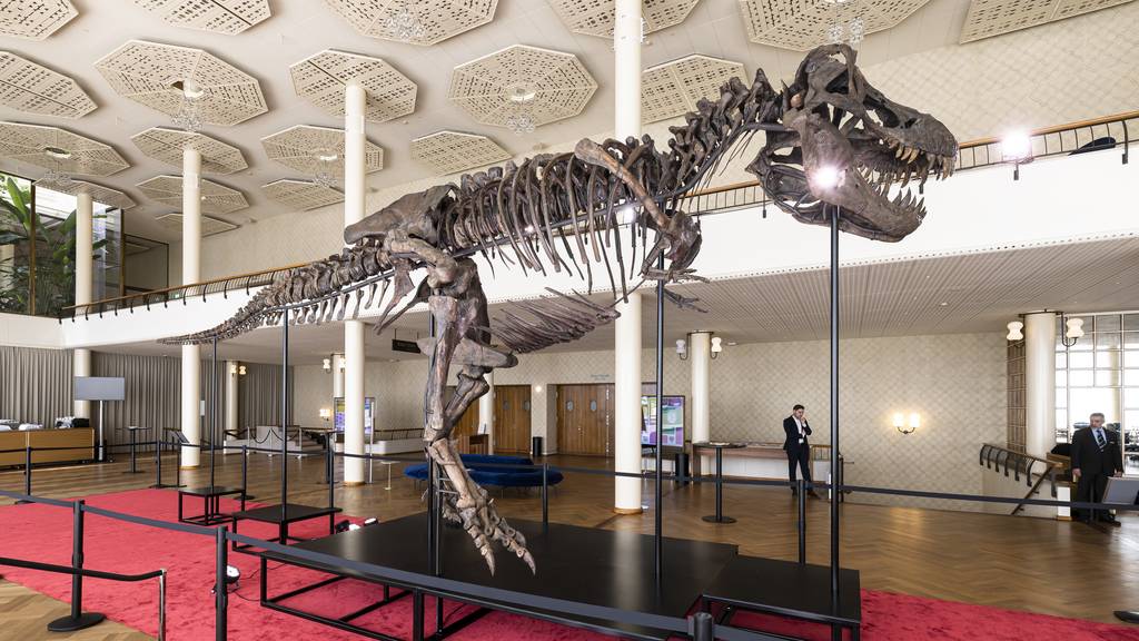 T-Rex «Trinity» vor der Auktion in Zürich