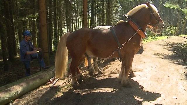 IG will Pferde wieder als Arbeitstiere einsetzen