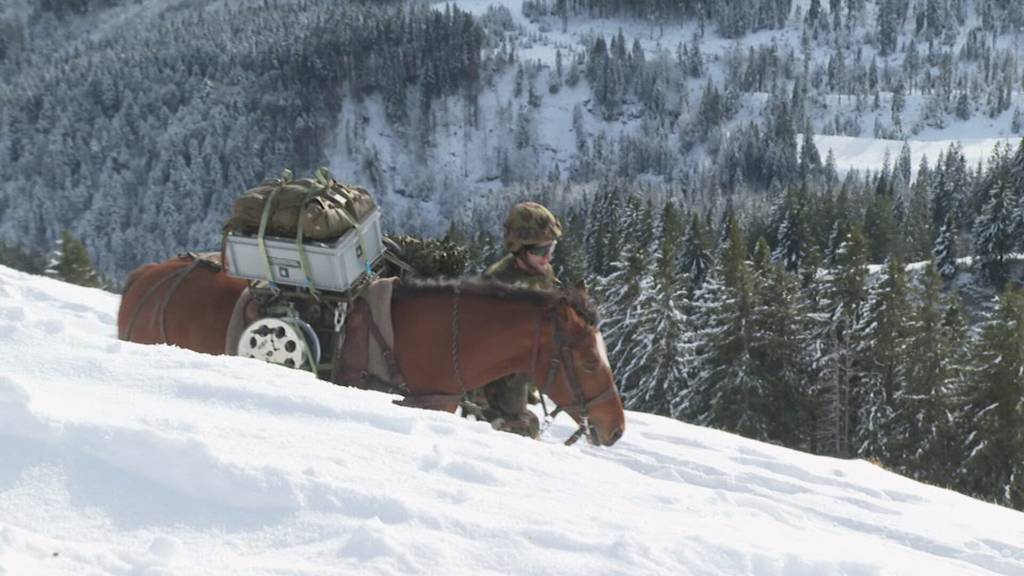 Armeetiere im Einsatz: Das Militär übt in der Ostschweiz mit Vierbeinern den Ernstfall