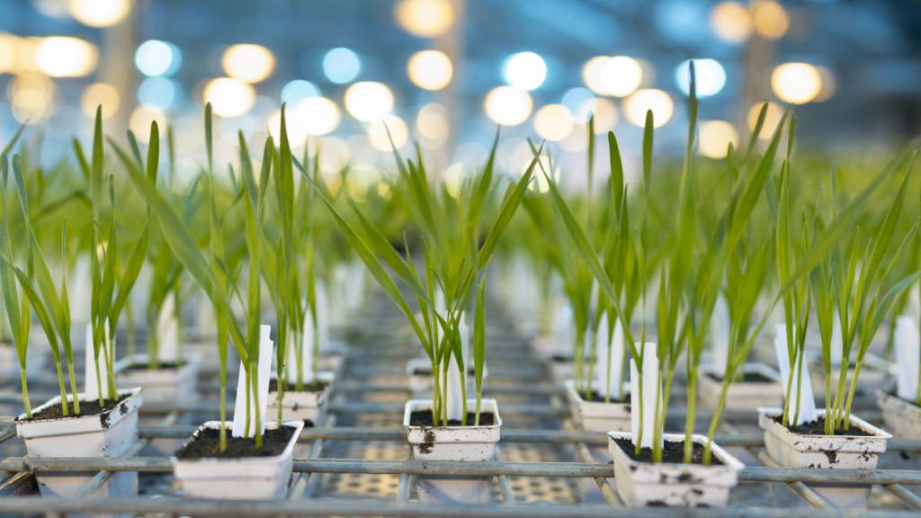 Syngenta hat in den ersten neun Monaten des Geschäftsjahres 2026 den Betriebsgewinn bei etwas tieferen Umsatz leicht verbessert. Der Agrochemiekonzern hat dafür das Geschäft auf ertragsstärkere Bereiche fokussiert. (Archivbild von Syngenta-Weizen)